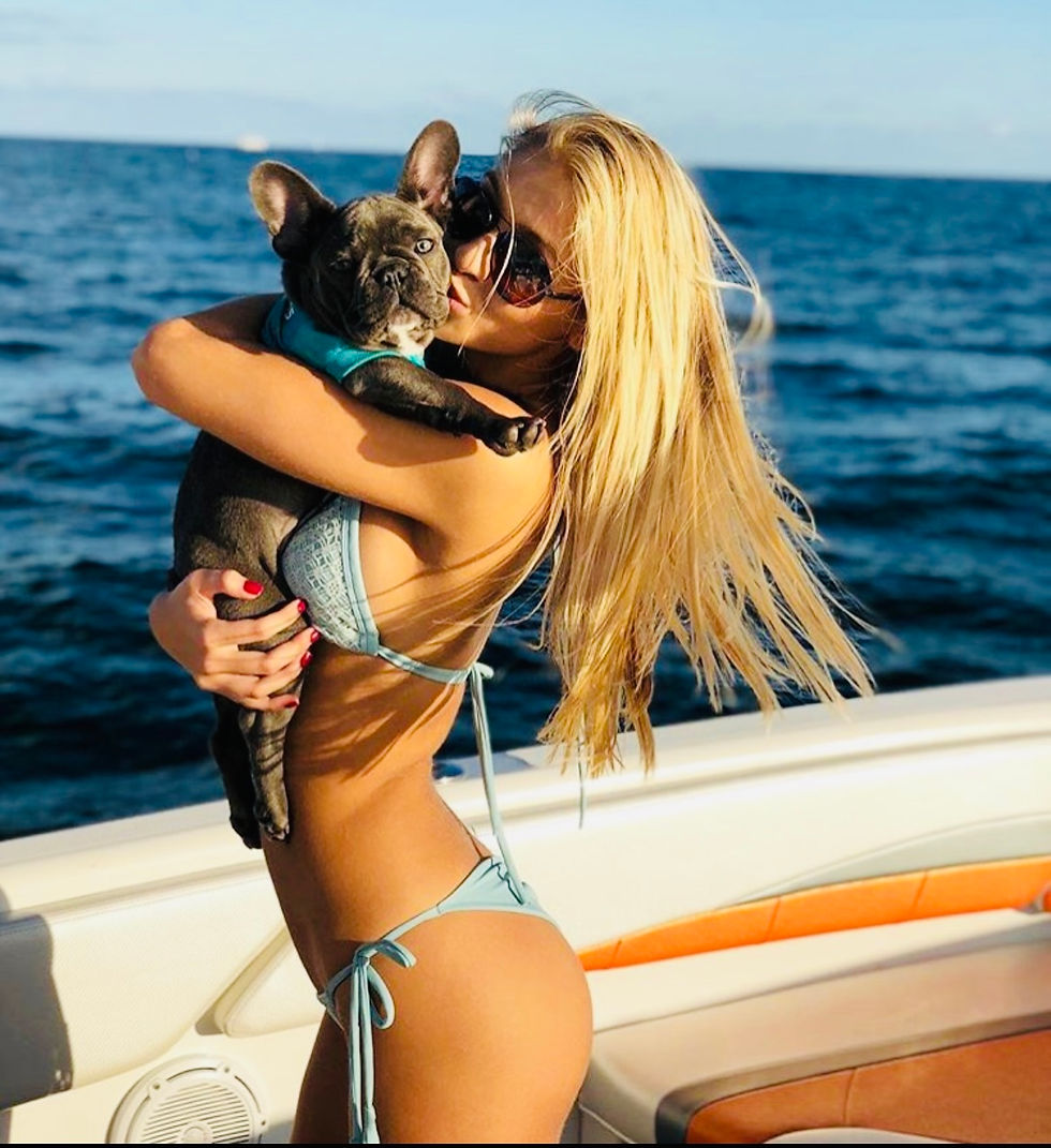 french bulldog phoenix