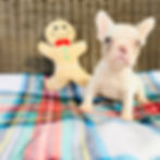 french bulldog puppies dallas texas
