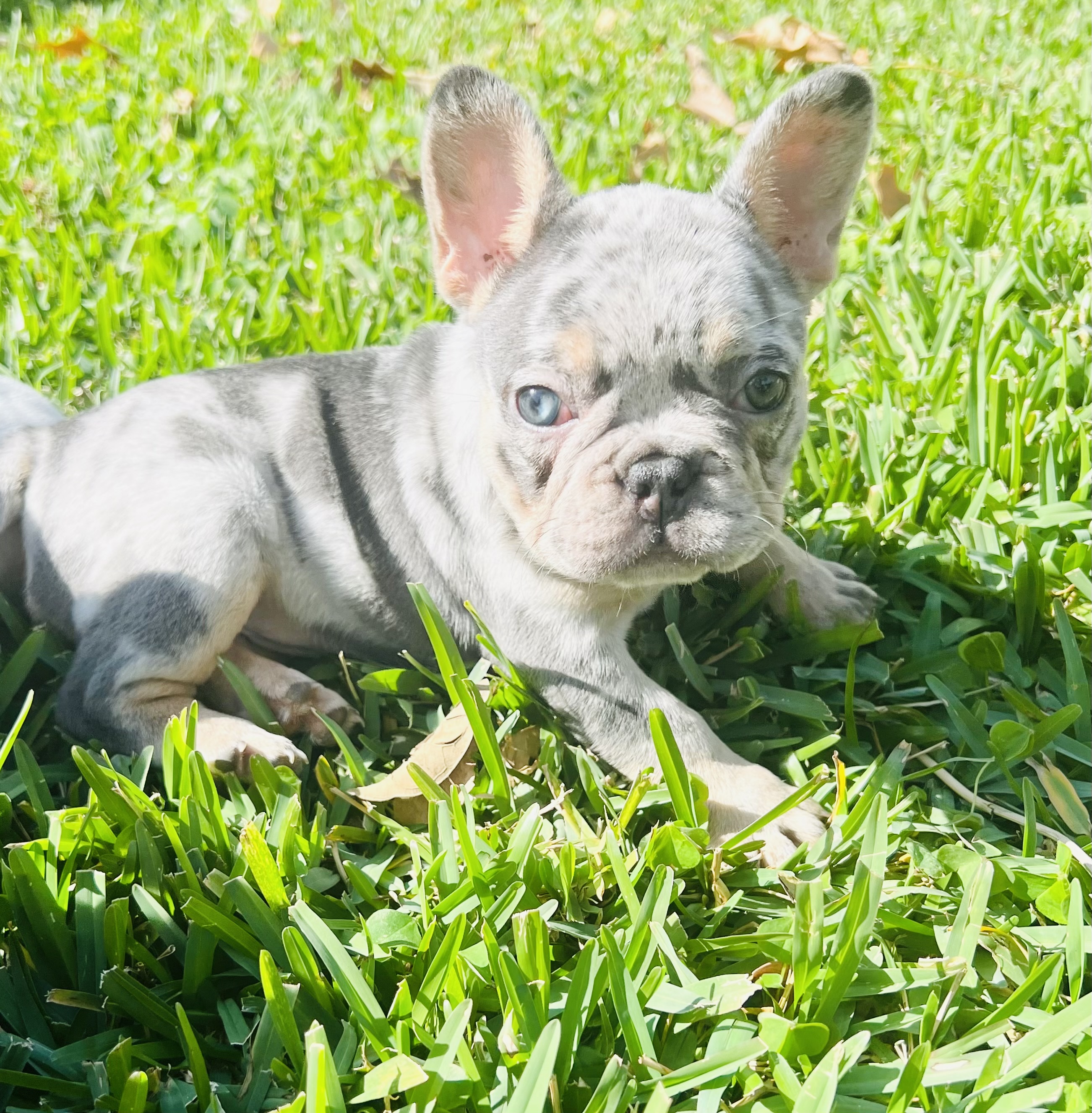 Tri Merle Chocolate Tri Merle French Bulldog