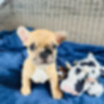 french bulldog puppies for sale in austin texas