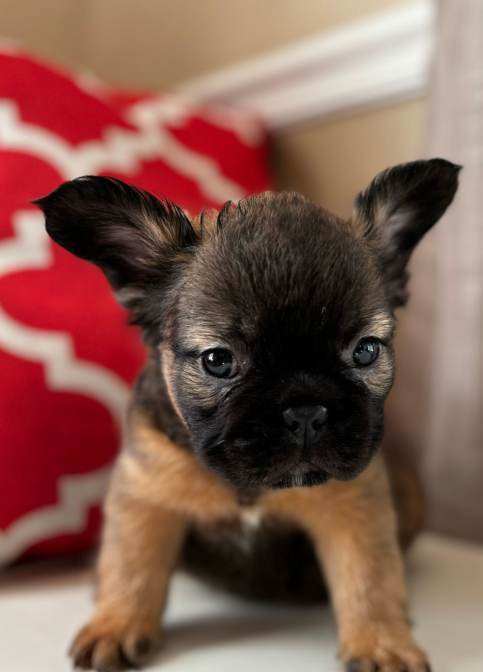 fluffy frenchie virginia