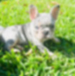 blue merle french bulldog houston