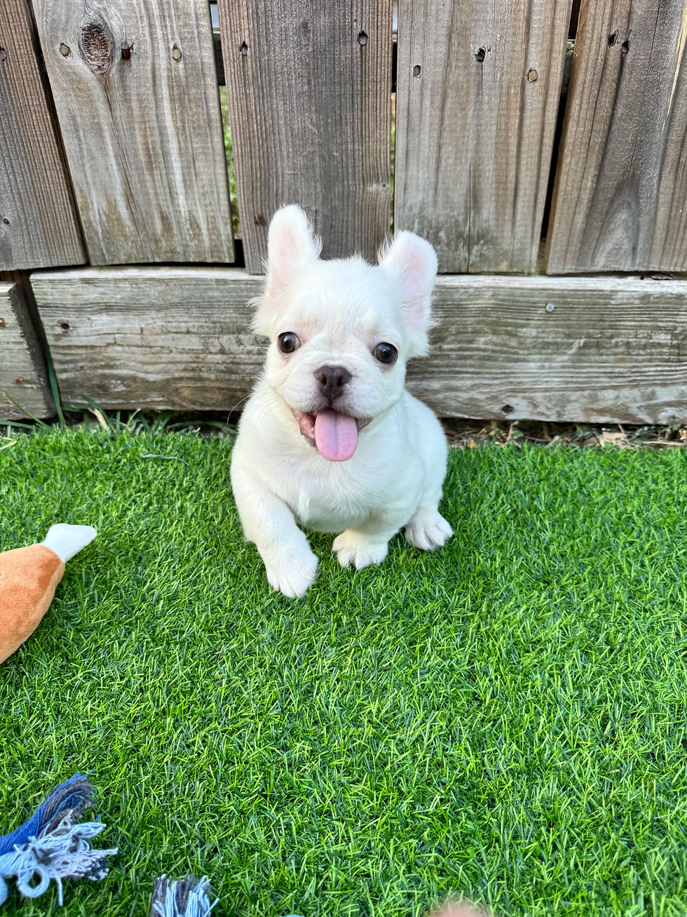 fluffy french bulldog puppies