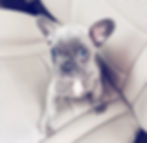 grey french bulldog blue eyes new york city