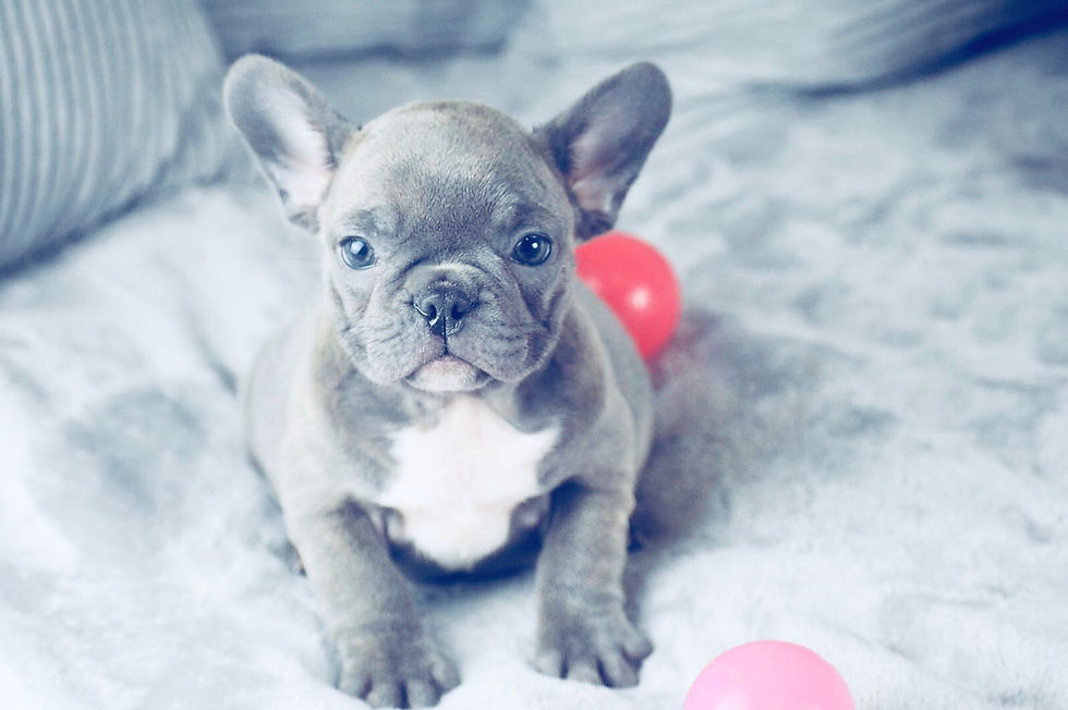 blue french bulldog puppies new orleans