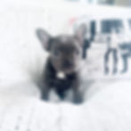 blue french bulldog san antonio tx