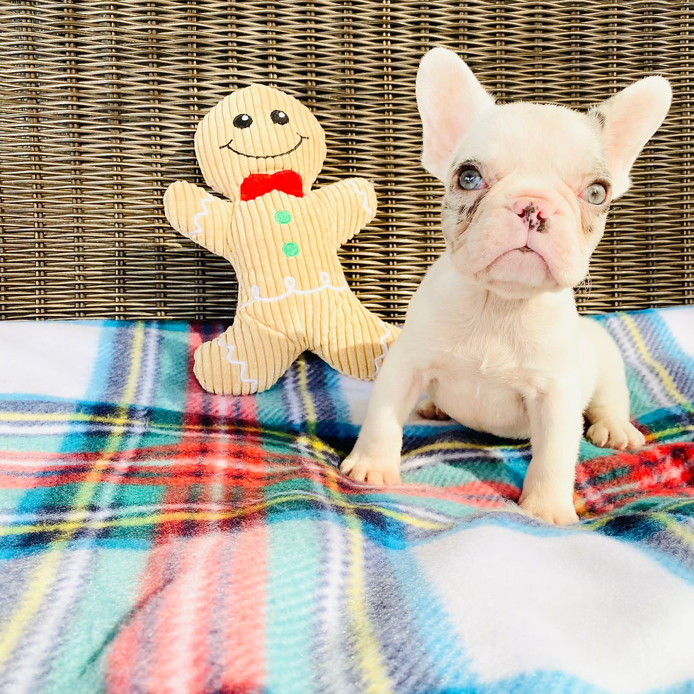 french bulldog puppies austin texas