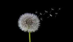 herbert-goetsch-SGKQh9wNgAk-unsplash