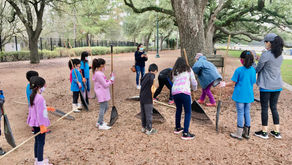 Raking Pine Needles at Hermann Park
