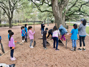 Raking Pine Needles at Hermann Park