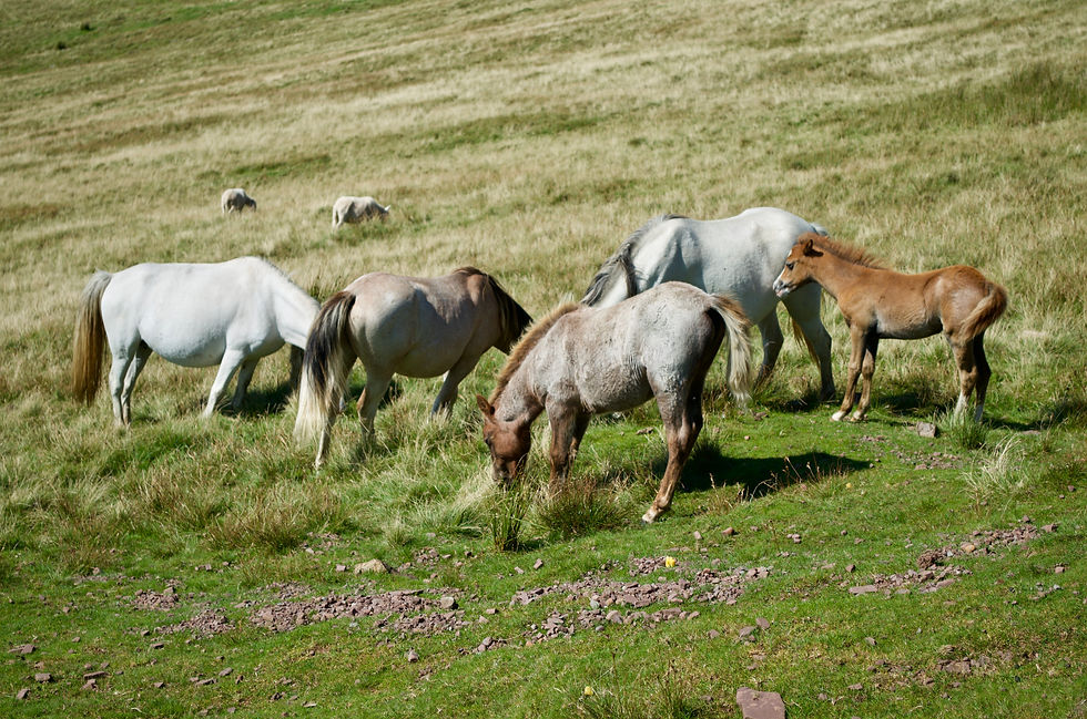 Five Welsh Mountain Ponies including foal grazing in the Brecon Beacons, with sheep in the background