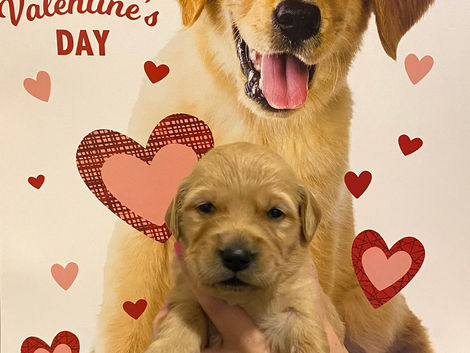 Valentines Cuties!🐾🐾