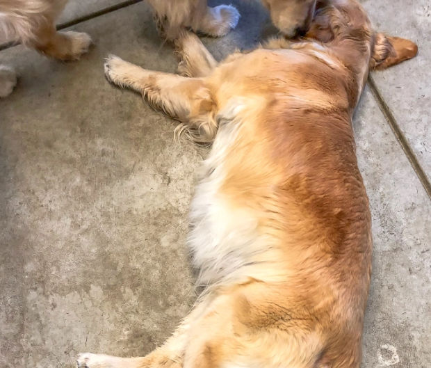 The mommas bellies are growing 🐾
