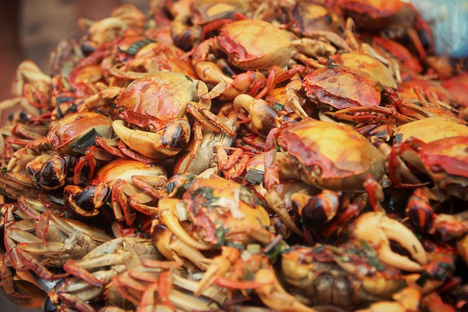 11889493_719844071454338_7720660227373130256_n[1]