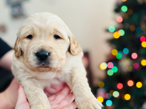 Four weeks old! 😍🐾