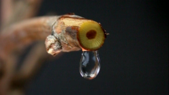 ree