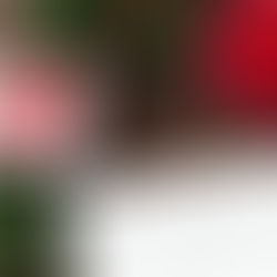 A Photography Gift Voucher - The Perfect Christmas gift?