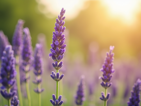 DIY Lavender After-Sun Care Solutions