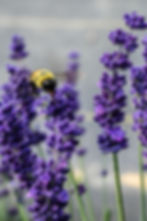 Thumbnail: lavender handmade naturel soap bar
