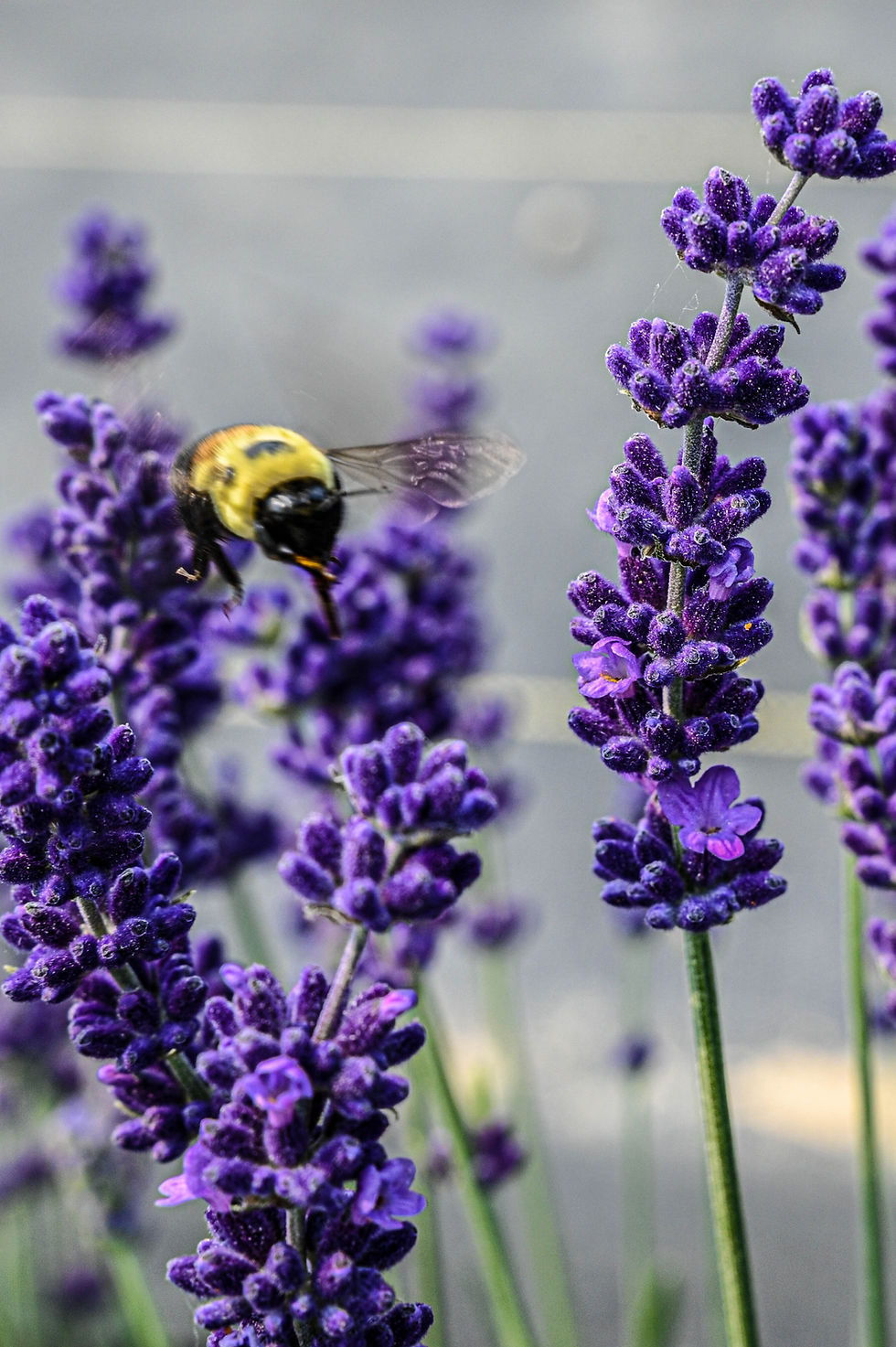Thumbnail: Butterscotch and Bourbon Soap Bar