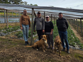 Programa incentiva produção de morangos e amplia investimentos na agricultura familiar em Arroio do Padre