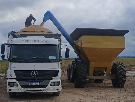 Clima impacta safra e produtividade do arroz em Arroio Grande, aponta IRGA