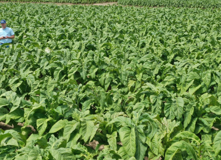 7ª Abertura Oficial da Colheita do Tabaco será realizada em Santa Cruz do Sul