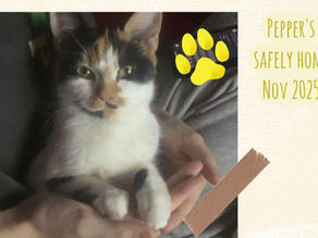 a tail of a lost cat