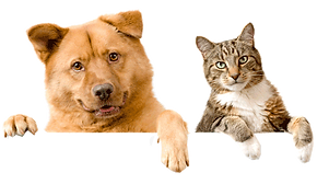dog_and_cat_1_2.png