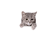 yelloweyed-silver-tabby-cat-looks-600nw-2283912433.png