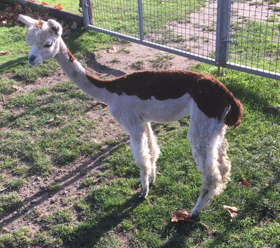 alpaca merrie 16