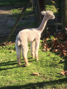 alpaca merrie 6