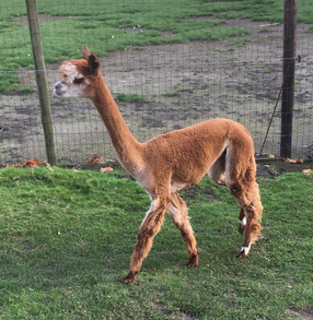 alpaca merrie 7
