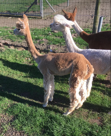 alpaca merrie 12