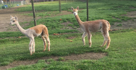 alpaca merries 3