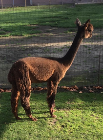 alpaca merrie 8