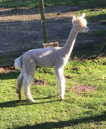 alpaca merrie 4