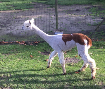 alpaca merrie 15