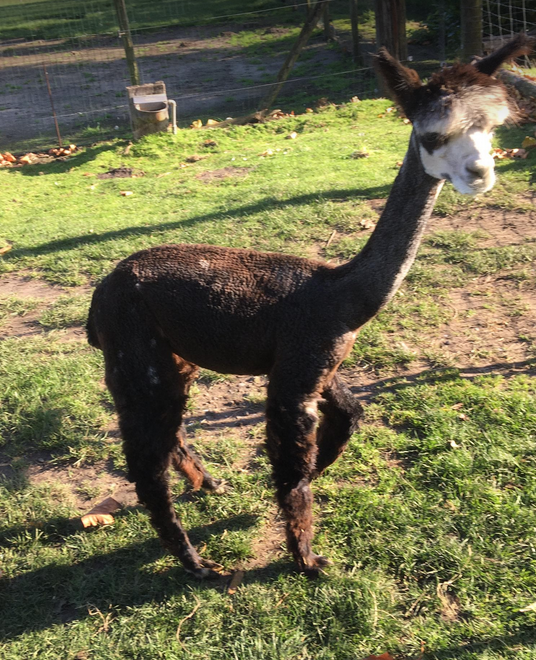 alpaca merrie 10