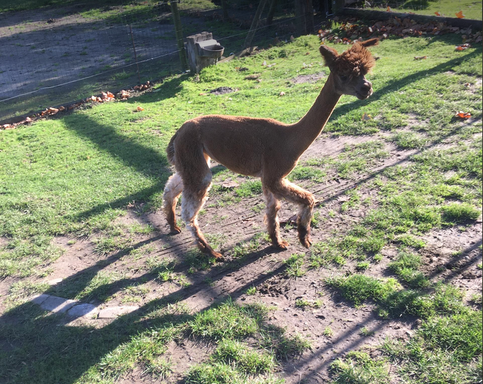 alpaca merrie 5
