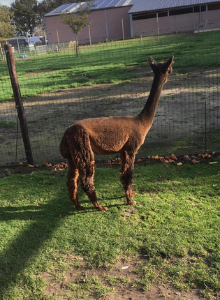alpaca merrie 2