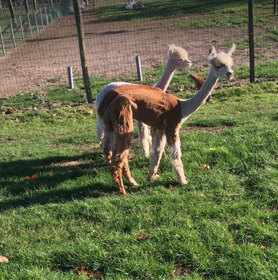 alpaca merrie 9