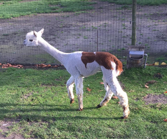 alpaca merrie 1