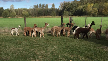 alpaca groep 2