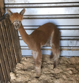 alpaca merrie 14