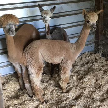 alpaca merries 4