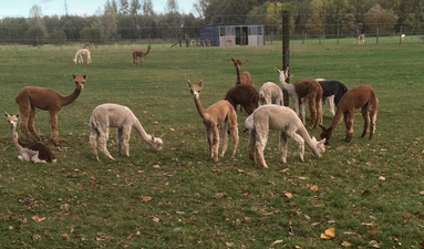 nieuwe groep alpaca merries 2