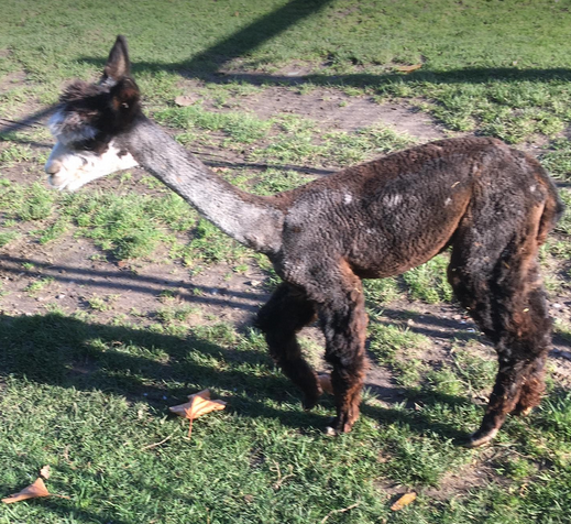 alpaca merrie 11