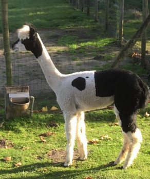 bonte alpaca merrie