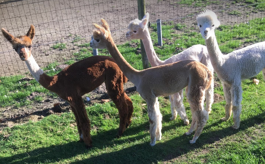alpaca merries 1